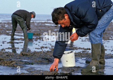 La raccolta di molluschi e crostacei, COURSEULLES-SUR-MER, Calvados (14), in Normandia, Francia Foto Stock