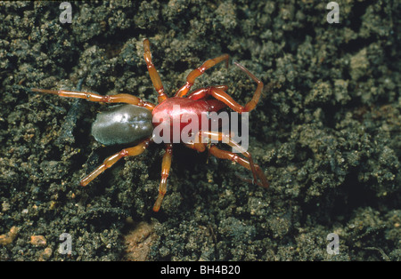 Woodlouse spider (Dysdera crocata) Giardino notturno. Foto Stock