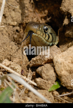 Biscia dal collare (Natrix helvetica) o di inanellare il serpente che emerge dal suo letargo den. Foto Stock