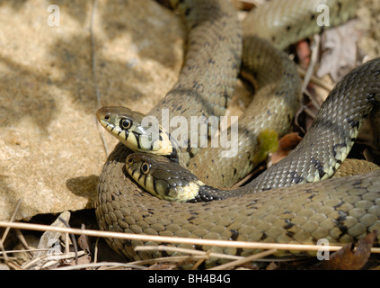 Bisce (Natrix helvetica) o di inanellare Serpenti conoscere ogni altro che giacciono raggomitolati insieme. Foto Stock