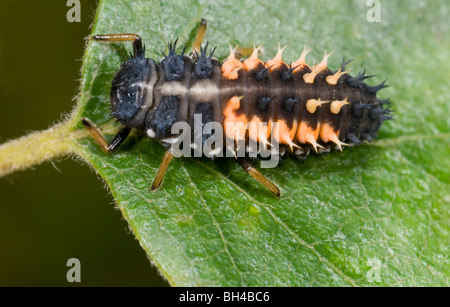 Harlequin ladybird (Harmonia axyridis). Chiudere l immagine della larva sulla foglia in un legno di Norfolk. Foto Stock