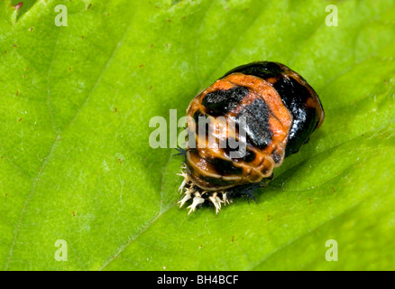 Harlequin ladybird (Harmonia axyridis). Chiudere l immagine della pupa sulla foglia in un legno di Norfolk. Foto Stock