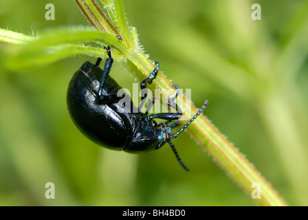 Sanguinosa naso-beetle (Timarcha tenebricosa). tutto nero lucido beetle Foto Stock