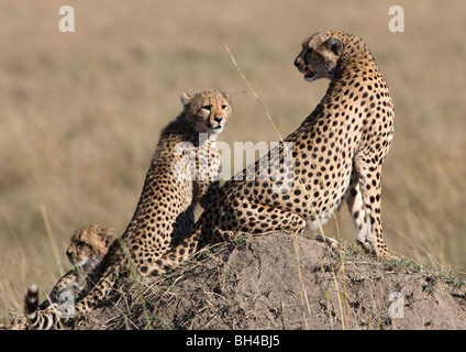 Tre adolescente cheetah in attesa di madre su un tumulo termite look-out. Foto Stock