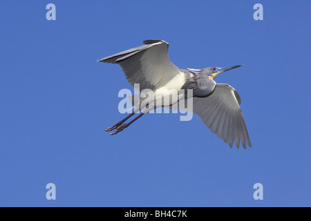 Airone tricolore (Egretta tricolore) in volo su Sant Agostino Alligator Farm. Foto Stock