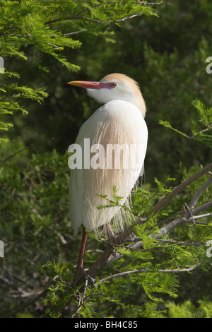 Airone guardabuoi (Bubulcus ibis) in una struttura ad albero sant Agostino Alligator Farm. Foto Stock