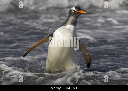 Pinguino Gentoo (Pygoscelis papua) sbarcano su a Sea Lion Island. Foto Stock