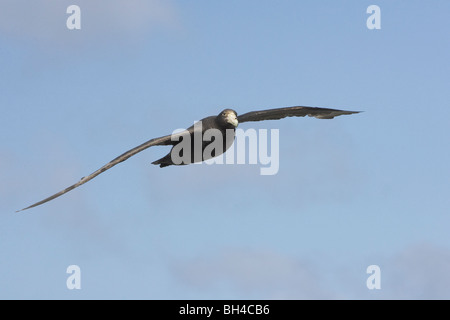 Il gigante del sud petrel (Macronectes giganteus) scivolando su Sea Lion Island. Foto Stock