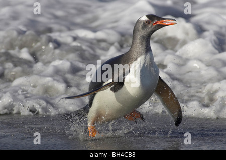 Pinguino Gentoo (Pygoscelis papua) sbarcano su a Sea Lion Island. Foto Stock