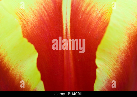 Un rosso e colorato in giallo tulip closeup nel giardino olandese. Foto Stock