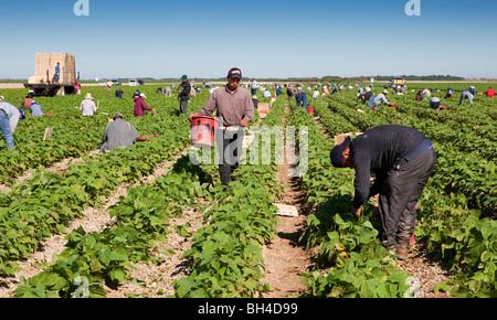 Raccolta di fagioli, manodopera migrante, sud della Florida Agricoltura Foto Stock