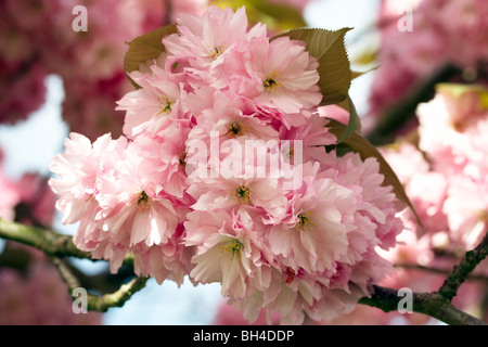 La fioritura dei ciliegi in Primavera Foto Stock