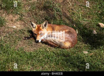 Red Fox (Vulpes vulpes vulpes) godendo il caldo d'estate. Foto Stock