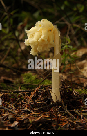 Giallo nido di uccelli, pinesap o olandese il tubo (Monotropa hypopitys) crescita attraverso un tappeto di aghi di pino nel bosco. Foto Stock