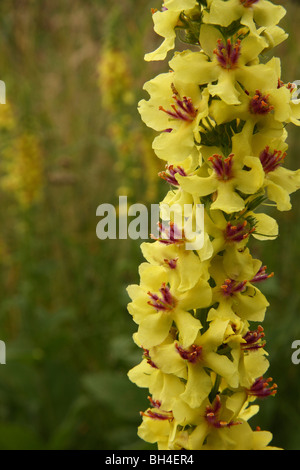 Close-up di un fiore di un oscuro mullein (Molène nigrum) che mostra colore porpora stami. Foto Stock