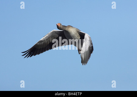 Grigio-lag goose (Anser anser). Chiudere l immagine della testa mostra occhio e becco dettaglio. Foto Stock