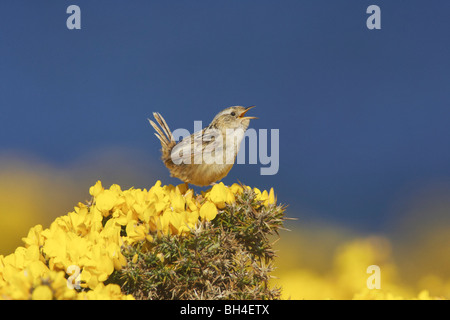 Erba Falkland wren (Cistothorus platensis falklandicus) cantare sul gorse bush sulla tela di isola. Foto Stock