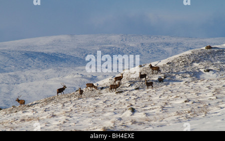 Il cervo (Cervus elaphus) cervi nelle Highlands scozzesi, a nord di Blair Atholl, Perthshire. Foto Stock