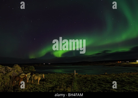 Aurora Boreale su cavalli islandesi, Lago Myvatn, Islanda Foto Stock