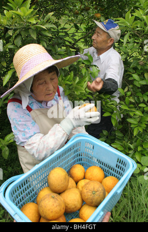 Tsutomu Kayao, e sua moglie Tokio, agricoltura in Chiba, Giappone. Foto Stock