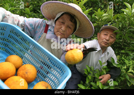 Tsutomu Kayao, e sua moglie Tokio, agricoltura in Chiba, Giappone. Foto Stock