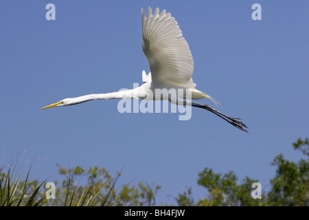 Airone bianco maggiore (Ardea alba) in volo su Sant Agostino Alligator Farm. Foto Stock