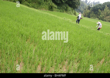 Tsutomu Kayao, e sua moglie Tokio, agricoltura in Chiba, Giappone. Foto Stock