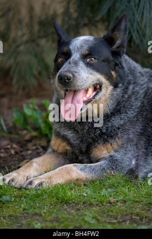 Blue Heeler Miniature pinscher Foto Stock