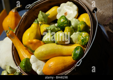 Zucchine e zucche nel cestello, Riverdale Mercato Agricolo, Toronto, Ontario Foto Stock