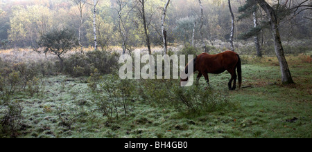 New Forest pony pascolano nella New Forest National Park in una fredda mattina inverni. Foto Stock