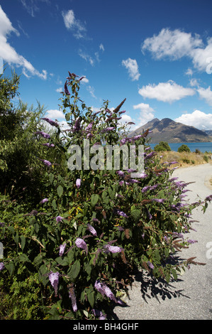 Vedute della Catena Montuosa Remarkables deriva dalla baia vicino a Queenstown in estate. Foto Stock