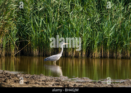 Airone cinerino (Ardea cinerea) wading vicino a un letto a lamelle su una marea di saltmarsh Fambridge. Foto Stock