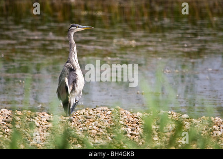 Airone cinerino (Ardea cinerea) wading vicino a un letto a lamelle su una marea di saltmarsh Fambridge. Foto Stock