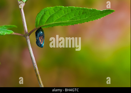 Farfalla monarca crisalide, trasparente, fine della fase di pupa, adulti butterfly emergenti, Nova Scotia. Serie di 4 immagini. Foto Stock