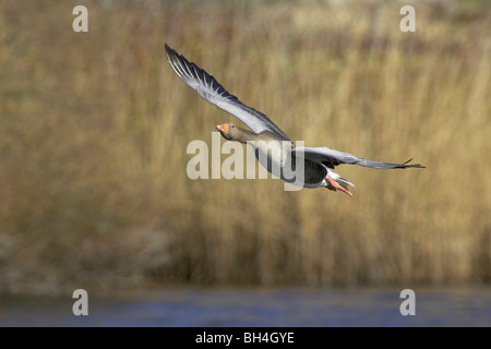 Grigio-lag goose (Anser anser). Chiudere l immagine della testa mostra occhio e becco dettaglio. Foto Stock