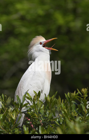 Airone guardabuoi (Bubulcus ibis) chiamando al Sant'Agostino Alligator Farm. Foto Stock