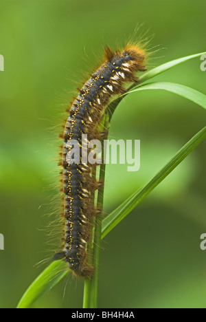 Bevitore moth caterpillar(euthrix potatoria) sull'erba. Foto Stock