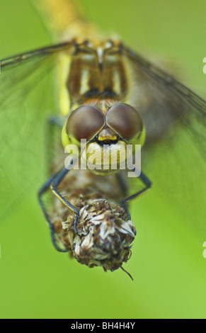 Comune Femmina darter dragonfly (sympetum striolatum) profilo di testa. Foto Stock