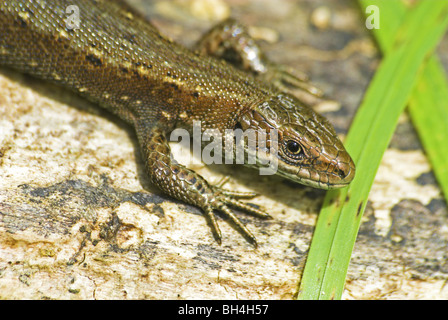 Basking lucertola comune (Lacerta vivipara). Foto Stock