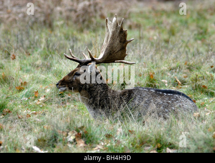 Daini (Dama Dama) appoggiato nell'erba. Foto Stock