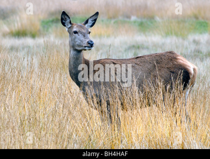 Il cervo (Cervus elaphus) hind in attesa vigile dell'umore. Foto Stock