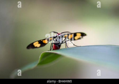 Wasp-moth (Euchromia polymena Linnaeus). Foto Stock