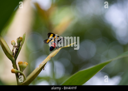 Wasp-moth (Euchromia polymena Linnaeus). Foto Stock