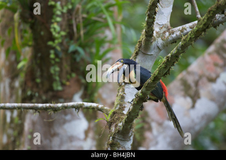 Aracari a collare (Pteroglossus torquatus) appollaiato sul ramo. Foto Stock