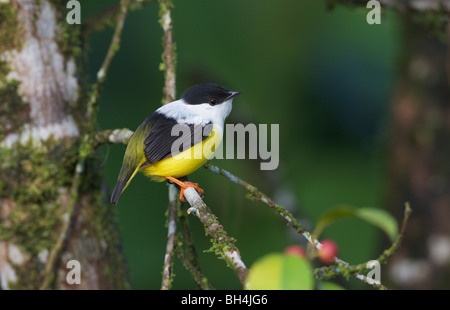 Bianco-collare (manakin Manacus candei) appollaiato su un ramo. Foto Stock