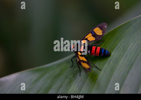 Wasp-moth (Euchromia polymena Linnaeus). Foto Stock