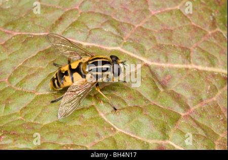 Close up hoverfly (Helophilus hybridus) in appoggio sulla lamina in un legno di Norfolk in estate. Foto Stock