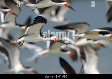 Nero (skimmer Rynchops niger) gregge proveniente nel sito sono ' appollaiati sulla Fort De Soto, Florida, Stati Uniti d'America Foto Stock