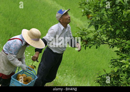 Tsutomu Kayao, e sua moglie Tokio, agricoltura in Chiba, Giappone. Foto Stock