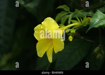 Golden tromba, l'Allamanda cathartica, Apocynaceae, Brasile, Sud America Foto Stock